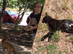 «Сожалею, что так случилось!», - хозяйка собаки прокомментировала «Блокноту» ЧП с кошкой 