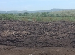 Сотрудники Росприроднадзора обнаружили под Новороссийском свалку птичьих отходов