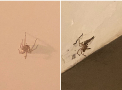 «Откуда берутся эти твари?!»: новороссийцы о новых обитателях квартир