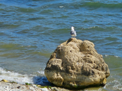 Гороскоп от «Блокнота»: Львы решат давние задачи, а Стрельцы начнут жизнь с чистого листа