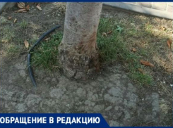 Новороссийцы бьют тревогу: деревья в городе умирают без полива