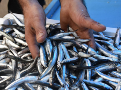 600 рублей за килограмм: «золотую» хамсу продают в Новороссийске 