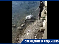 «Тучи» рыб погибают в Новороссийске
