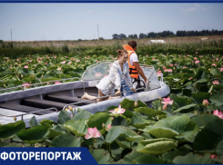 В «Долину лотосов» вблизи Новороссийска едут со всей России