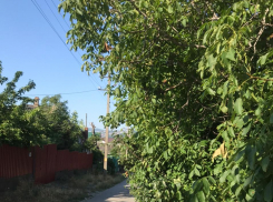 Дерево может спровоцировать аварию на улице Новороссийска 