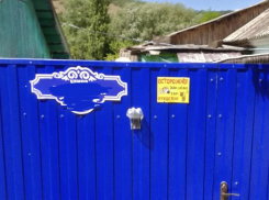 Злая собака и кот-псих живут в селе под Новороссийском 