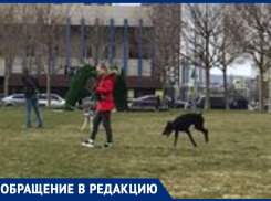 Доберман на самовыгуле на набережной Новороссийска напугал детей и мамочек