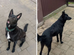  В Новогоднюю ночь пес из Новороссийска испугался салюта и сбежал: хозяева ищут питомца