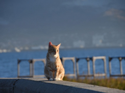 Погода в Новороссийске: идеальный бархатный сезон