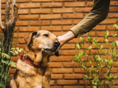 Как работают собачьи часы и откуда они знают, когда хозяин приходит домой — на заметку новороссийцам