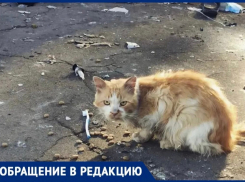 Волонтеры Новороссийска просят помощи в спасении животных из зоны СВО