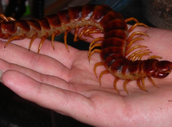 Змеи и не только: ТОП-5 кусачих гостей, которые проснулись в Новороссийске