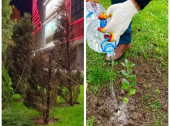 Зачем Новороссийску туи? Озеленение ведут неравнодушные горожане