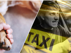 «Цены - космос, претензий куча»: таксисты не помогли новороссийцу спасти собаку 