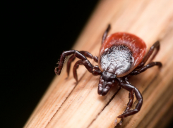 Клещи атакуют Краснодарский край: куда новороссийцам отнести клеща на исследование 