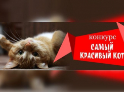 Покажи своего кота «Блокноту» и выиграй приз