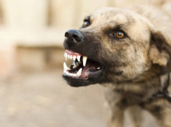 Что новороссийцам необходимо делать с агрессивными бродячими собаками