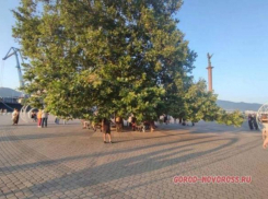 Серьезную травму получил мальчик в Новороссийске, пробегая под деревом