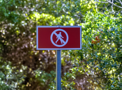 Новороссийцам вновь нельзя в лес — пожары участились после отмены ограничений