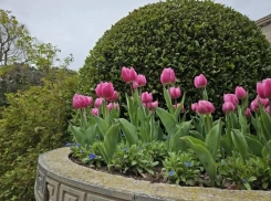 «Зеленый каркас» опоясает Новороссийск: подробности проекта озвучили журналистам