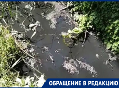 «Смрад у моря дикий»: отдых в Южной Озереевке разочаровал новороссийцев 