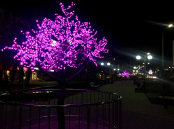 Сакуры отгородили от новороссийских вандалов 