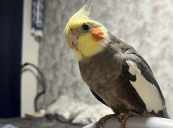 Возвращение блудного попугая: путешествие по Новороссийску обернулось для Моти больничным  