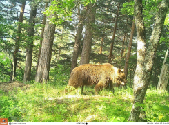 Король лесов Кавказа отмечает свой день — о медведях новороссийцам на заметку
