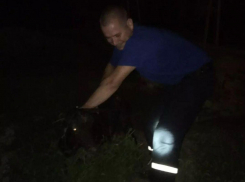 Коза провалилась в выгребную яму и могла умереть: новороссийцы благодарят спасателей