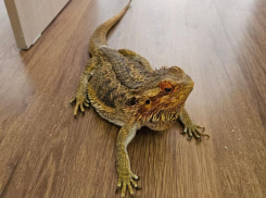 «Кто победит?»: «Блокнот Новороссийск» гадает на победу «Черноморца»