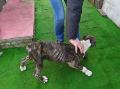 «Пускай сдохнет, никому не отдам»: новороссиец довел свою собаку до истощения