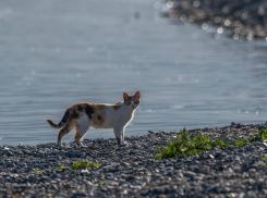 Погода в Новороссийске: палящее солнце и жара