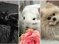 Имена самых лучших питомцев Новороссийска уже известны