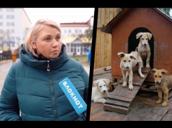 В Новороссийске появится муниципальный приют для животных