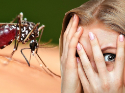 47 новых вирусов: комары стали еще опаснее для новороссийцев?