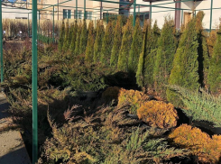 Садовый центр «Evergreen» распахивает свои двери