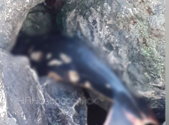 В Новороссийске берег окрасился в красный от крови