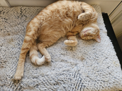 Пушистые психологи: как кошки Новороссийска могут помочь участникам СВО с ПТСР 