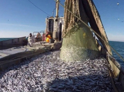 Наедятся ли новороссийцы хамсой: море подарило более тысячи тонн рыбы