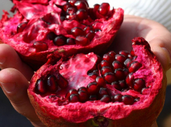 В Новороссийск пытались ввезти заражённые гранаты