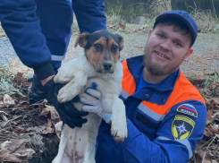 Упал и звал на помощь: Новороссийские спасатели достали щенка из открытого люка 