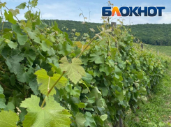 Фермерам Новороссийска разрешат размещать туристов на землях сельхозназначения