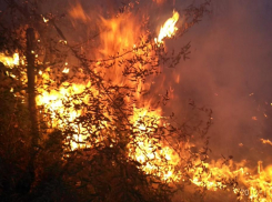 Сумма ущерба 12 миллионов: в соседнем с Новороссийском Геленджике суд вынес приговор по делу о лесном пожаре