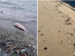 Берег усеян трупами: на Черном море гибнут дельфины и птицы