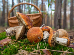 Что делать, чтобы грибная охота не закончилась больницей