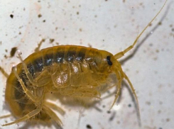 Водяные блохи всегда жили в Черном море и были не опаснее комаров