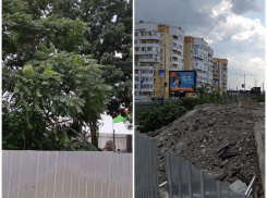 Одни противоречия: в Новороссийске продолжают нещадно вырубать многолетние деревья 