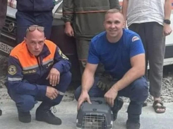 Два дня на дереве: в Новороссийске спасли котенка с высоты 15 метров