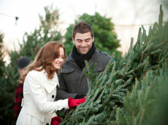 Новогодние лайфхаки: как новороссийцам выбрать хорошую живую ёлку 