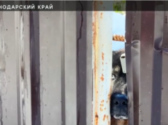 Собак, откусивших лицо ребенка в Сочи, не кормили несколько дней